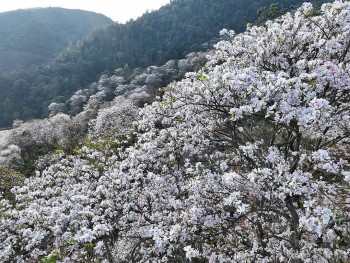 Điện Biên: Sắc hoa ban rực trắng giữa trời Tây Bắc