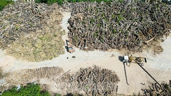 Hà Nội tiếp tục đấu giá gỗ thu được từ cây gãy đổ sau bão số 3