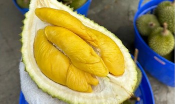 Giá sầu riêng Musang King tăng gấp đôi