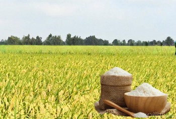Giá lúa gạo hôm nay ngày 6/4 và tuần qua tăng mạnh