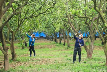 Xem người dân 'se duyên' cho bưởi Diễn