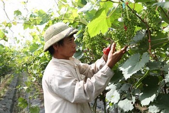 Nho Đồng Du: Tìm lời giải cho bài toán tiêu thụ
