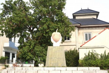 Chiêm ngưỡng cây vải tổ có tuổi đời gần 2 thế kỷ ở Hưng Yên