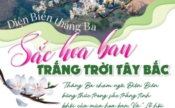 Điện Biên tháng Ba - Sắc hoa ban trắng trời Tây Bắc