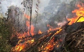 Cháy rừng ở Tuyên Quang: Thủ tướng chỉ đạo triển khai ngay các biện pháp cấp bách