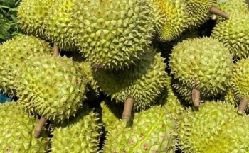 Bàn giải pháp phát triển bền vững cho ngành sầu riêng
