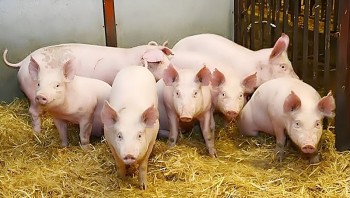 Giá heo hơi hôm nay 24/3/2025: Miền Trung đồng loạt lao dốc