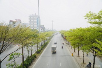 Đường phố Hà Nội 'đắm mình' trong sắc xanh bàng lá nhỏ
