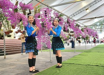 Lai Châu sắp tổ chức Lễ hội hoa lan năm 2025