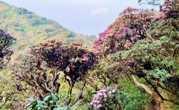 Lai Châu: Mùa hoa đỗ quyên khoe sắc