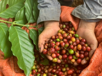 Cơ hội để cà phê Việt chinh phục thị trường Algeria