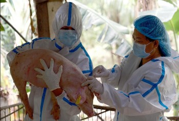 Philippines sẵn sàng nhập vắc xin dịch tả lợn từ Việt Nam