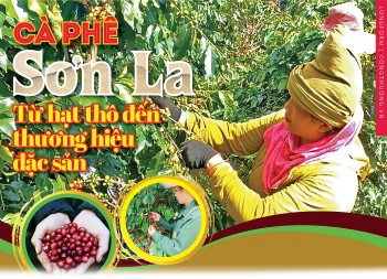 Longform | Cà phê Sơn La: Từ hạt thô đến thương hiệu đặc sản