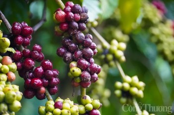 Giá cà phê Robusta giảm sâu về mức 5.337 USD/tấn