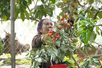 Nhót 'nhuộm đỏ' thị trường, dân thủ phủ đua nhau 'hái bạc'