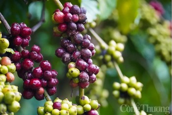 Giá cà phê Robusta giảm nhẹ dưới mức 5.340 USD/tấn