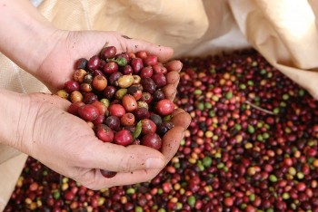 Thương mại Đắk Nông quý I/2025: Động lực từ các giải pháp xúc tiến và mở rộng thị trường