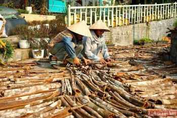 Quảng Nam: Quế Trà My vào vụ chính, giá bán ổn định