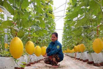 13.730 hợp tác xã đánh giá gì về chính quyền địa phương?