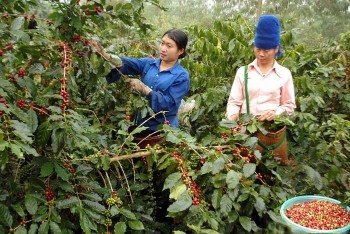 Gạo Séng Cù, cà phê Mường Ảng và cái 'bắt tay' giữa doanh nghiệp - người dân