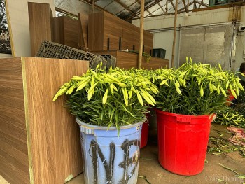Loa kèn đầu vụ, giá gấp 3 nhưng vẫn cháy hàng