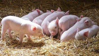 Giá heo hơi hôm nay 6/4/2025: Cả nước đồng loạt tăng giá