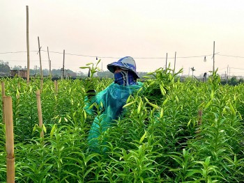 Giá ‘chát, người Hà thành vẫn ‘rút ví’ mua hoa loa kèn
