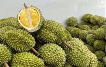 Xuất khẩu sầu riêng giảm mạnh, đâu là nguyên nhân?