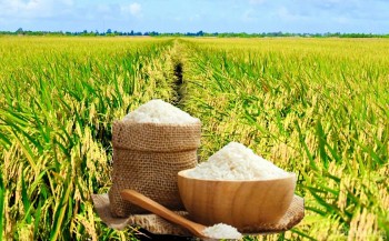 Giá lúa gạo hôm nay ngày 18/4: Gạo nguyên liệu tăng nhẹ