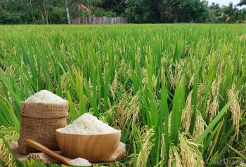 Giá lúa gạo hôm nay ngày 19/4: Gạo xuất khẩu giảm nhẹ