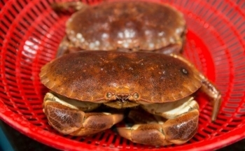 Việt Nam mở cửa cho thủy sản tươi sống từ Anh