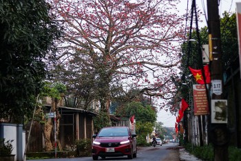 Cây gạo 200 năm tuổi bung nở trên quê hương Nguyễn Du