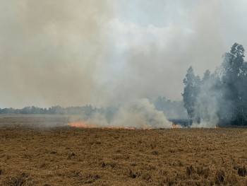 Trả dinh dưỡng lại cho đất lúa