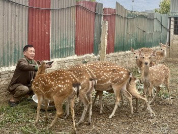 Nghề nuôi hươu sao: Mở triển vọng cho người dân Pom Lót