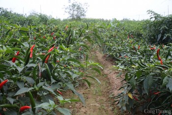 Quảng Ngãi khuyến cáo không mở rộng diện tích dù ớt tăng giá