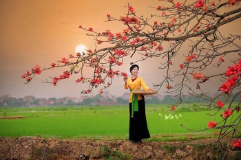 Cây gạo ở Hà Nam bị chặt và lỗ hổng quản lý văn hoá