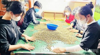 Dự báo giá cà phê ngày mai 14/4/2025, xu hướng tăng