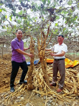 Vươn lên thoát nghèo trên vùng đất khó nhờ cây sắn dây