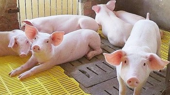Giá heo hơi hôm nay 17/4/2025: Hai miền Bắc, Nam tăng nhẹ