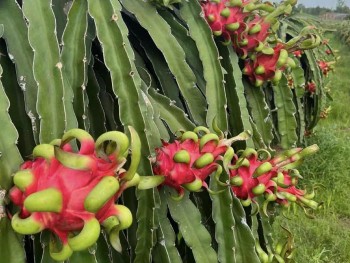 Khơi dòng tiêu thụ bền vững cho thanh long đất Bình Thuận