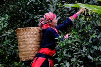 Fìn Hò Trà: Nâng tầm vị chè Shan tuyết nơi rẻo cao