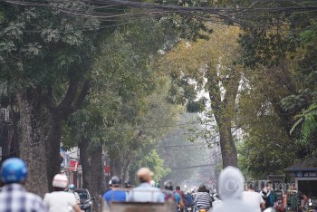 Hà Nội: Cận cảnh hàng cây cổ thụ sắp di dời làm đường 'đắt nhất hành tinh'