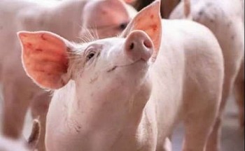 Giá heo hơi hôm nay 23/4/2025: Cao nhất 76.000 đồng/kg