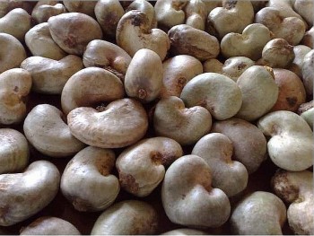 Nhập khẩu hạt điều thô của Việt Nam tăng mạnh
