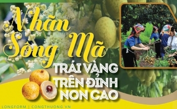 Longform | Nhãn Sông Mã: Trái vàng trên đỉnh non cao