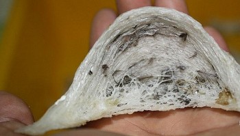 Xuất khẩu tổ yến thêm đối thủ cạnh tranh tại Trung Quốc