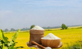 Giá lúa gạo hôm nay ngày 26/4: Lúa gạo đi ngang