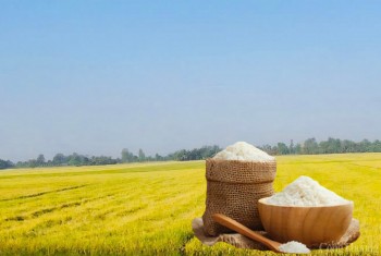 Giá lúa gạo hôm nay ngày 28/4: Gạo xuất khẩu tăng nhẹ