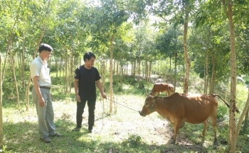 Tạo sinh kế, giảm nghèo bền vững cho người dân Kon Tum