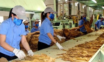 Quy định hạn ngạch nhập khẩu thuốc lá nguyên liệu năm 2025